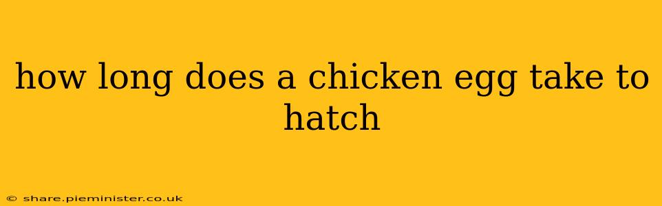 how long does a chicken egg take to hatch