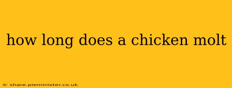 how long does a chicken molt