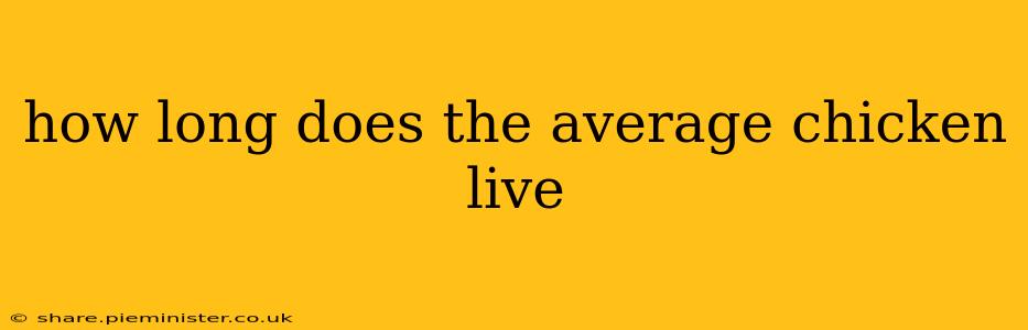 how long does the average chicken live