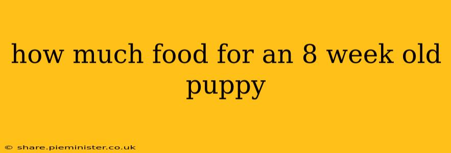 how much food for an 8 week old puppy