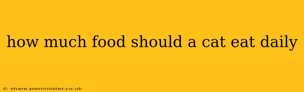 how much food should a cat eat daily