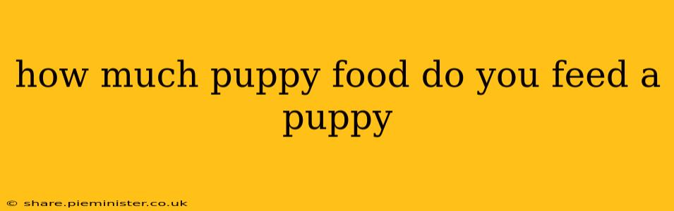how much puppy food do you feed a puppy
