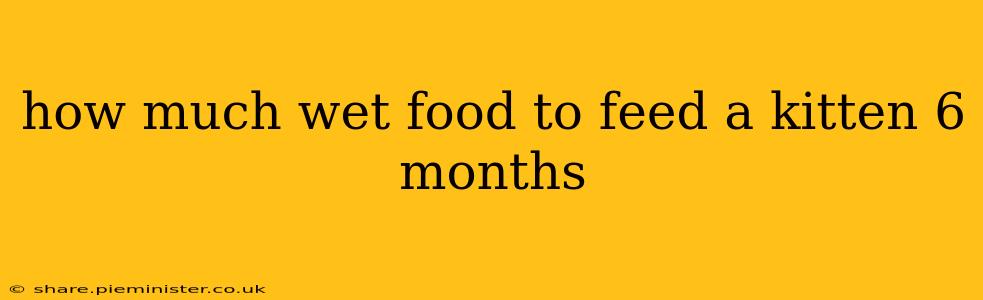 how much wet food to feed a kitten 6 months