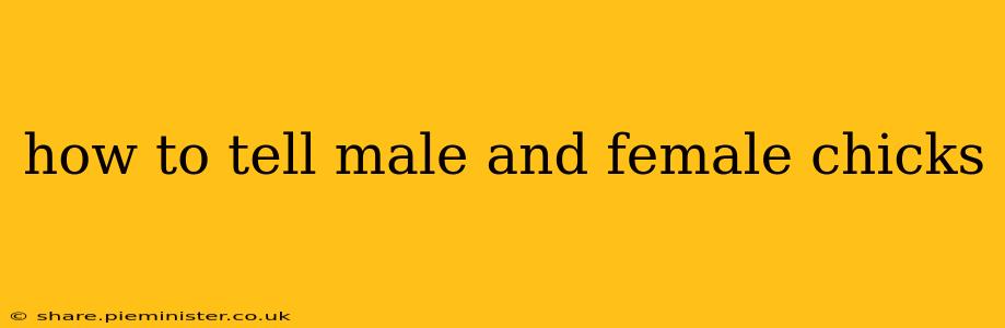 how to tell male and female chicks