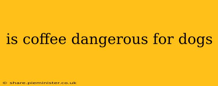 is coffee dangerous for dogs