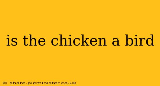 is the chicken a bird