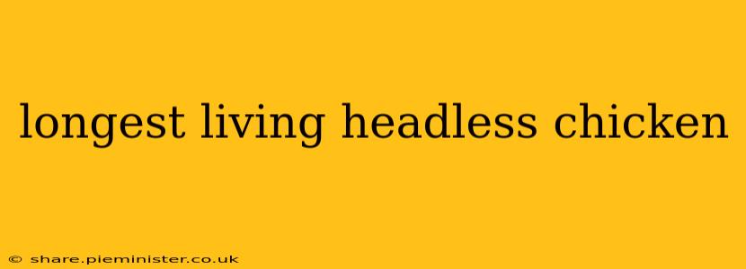 longest living headless chicken