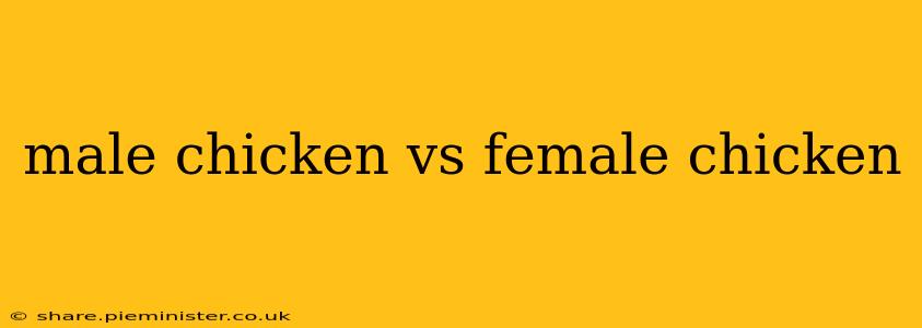 male chicken vs female chicken