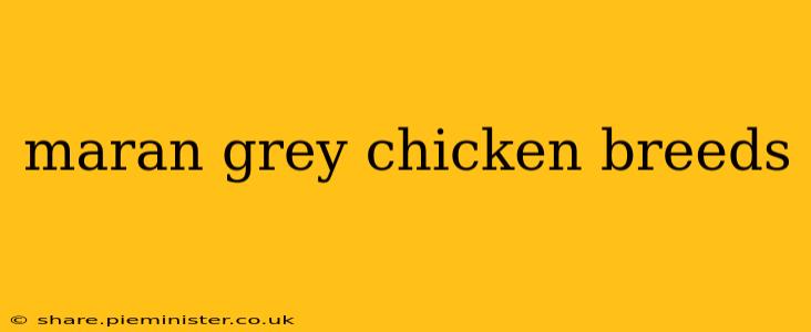maran grey chicken breeds