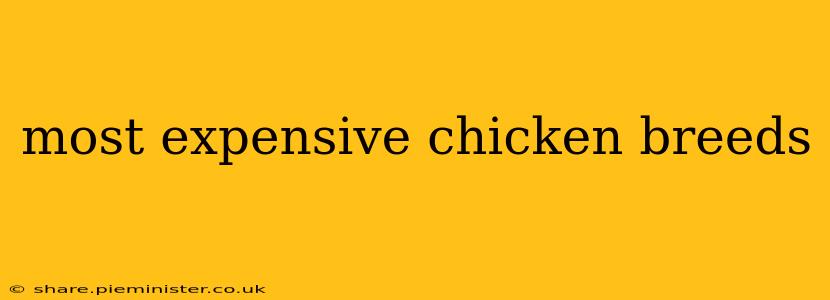 most expensive chicken breeds