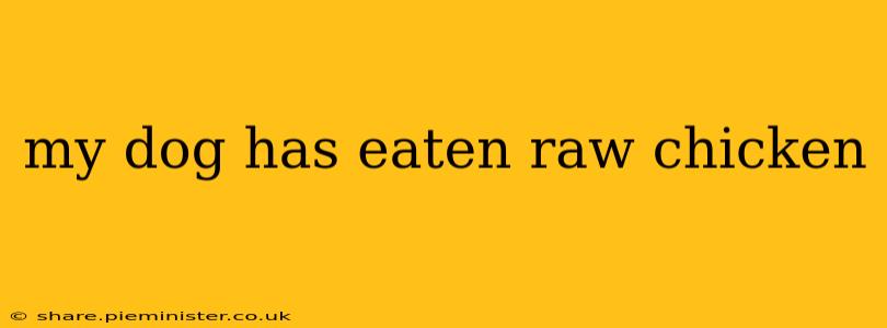 my dog has eaten raw chicken