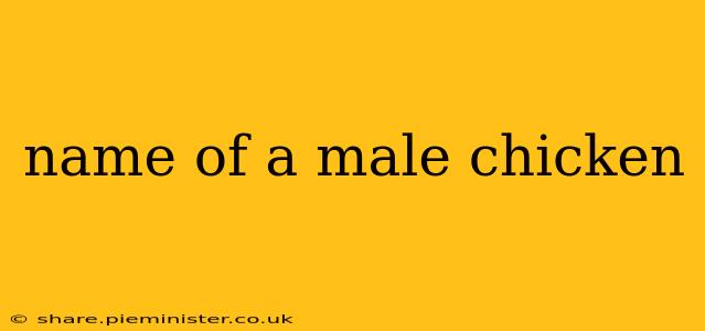 name of a male chicken