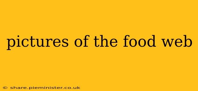 pictures of the food web