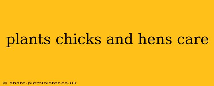 plants chicks and hens care