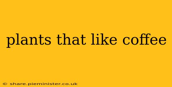 plants that like coffee