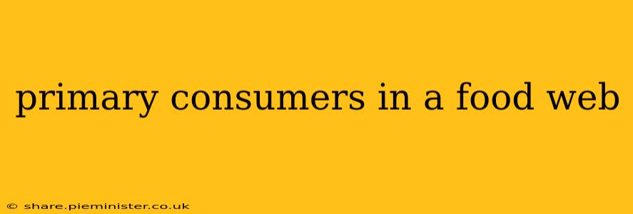 primary consumers in a food web