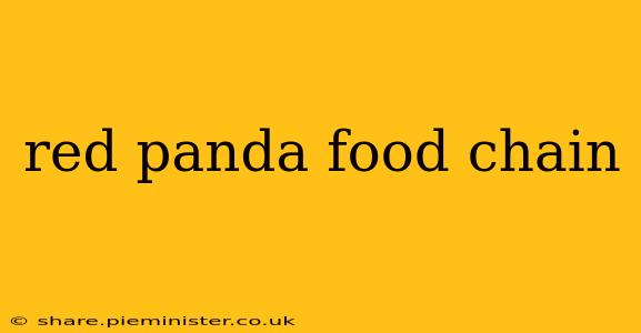 red panda food chain