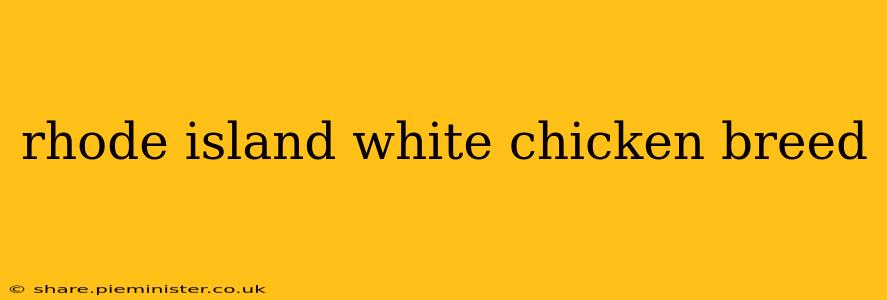rhode island white chicken breed