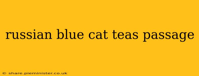 russian blue cat teas passage