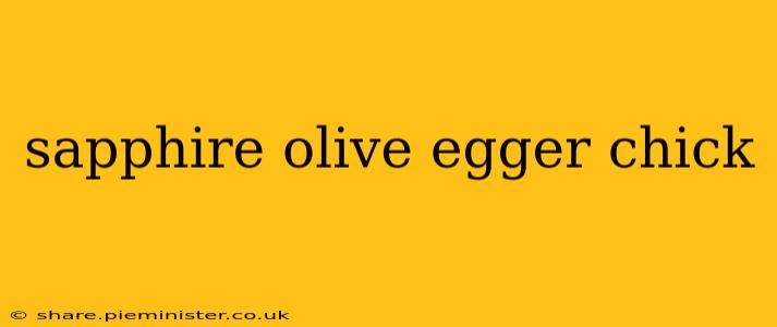 sapphire olive egger chick