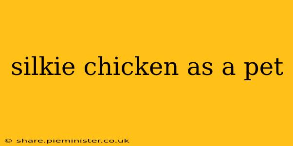 silkie chicken as a pet