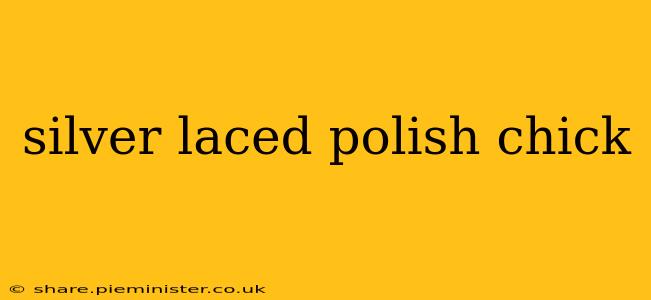 silver laced polish chick
