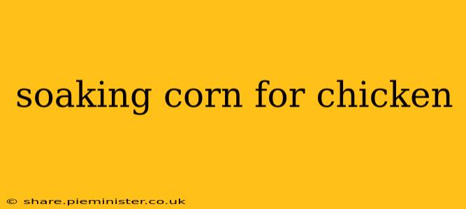 soaking corn for chicken