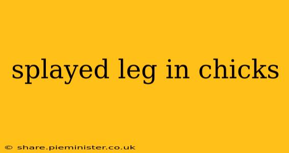 splayed leg in chicks