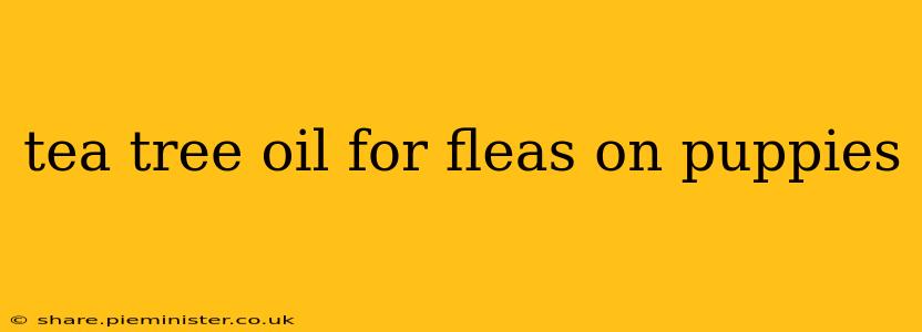 tea tree oil for fleas on puppies