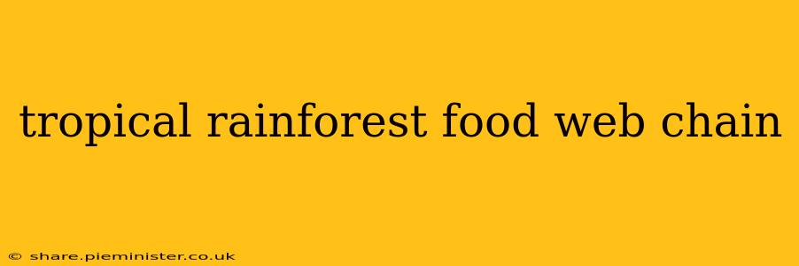 tropical rainforest food web chain