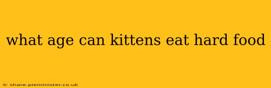 what age can kittens eat hard food