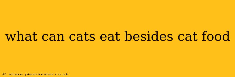 what can cats eat besides cat food