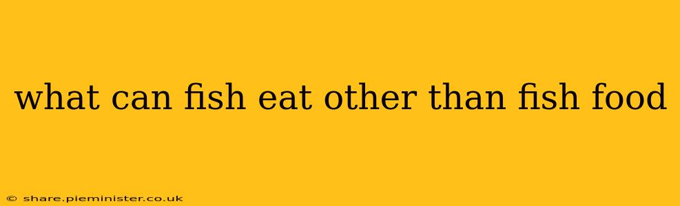 what can fish eat other than fish food