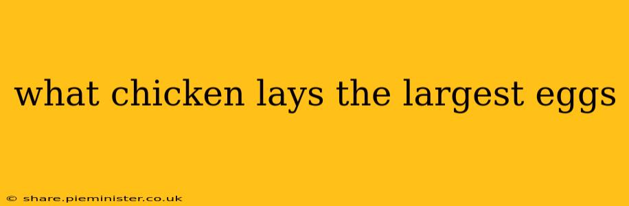 what chicken lays the largest eggs