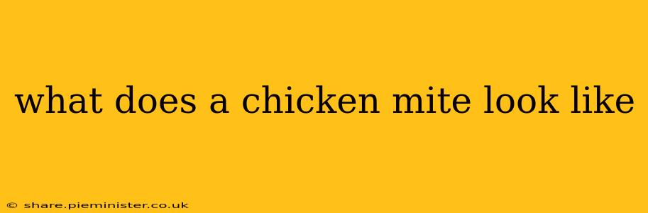 what does a chicken mite look like