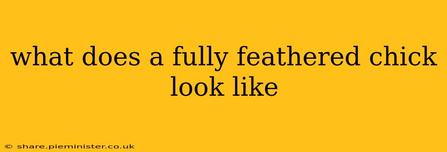 what does a fully feathered chick look like