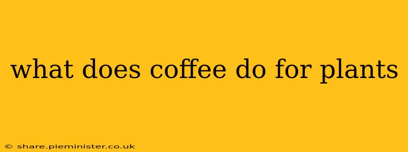 what does coffee do for plants