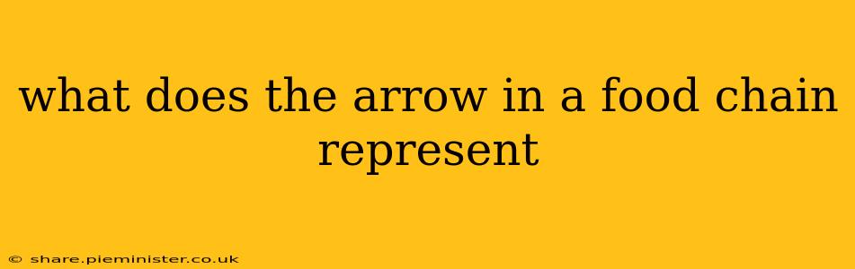 what does the arrow in a food chain represent