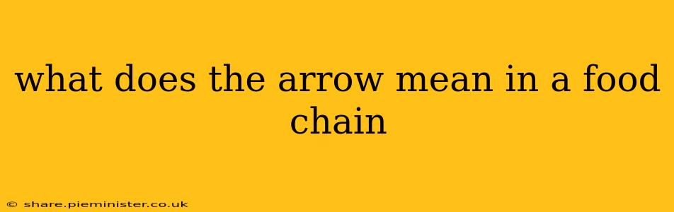 what does the arrow mean in a food chain