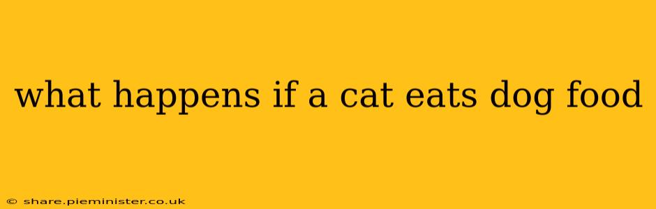 what happens if a cat eats dog food