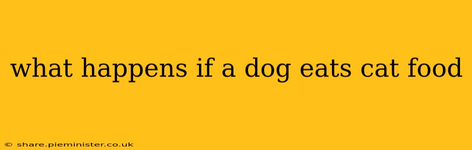 what happens if a dog eats cat food