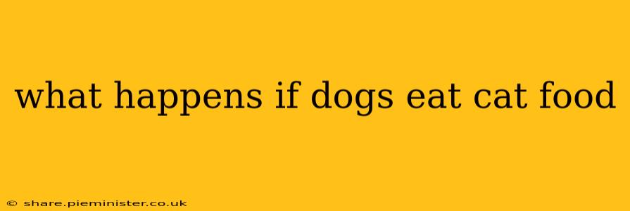 what happens if dogs eat cat food