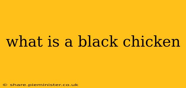 what is a black chicken