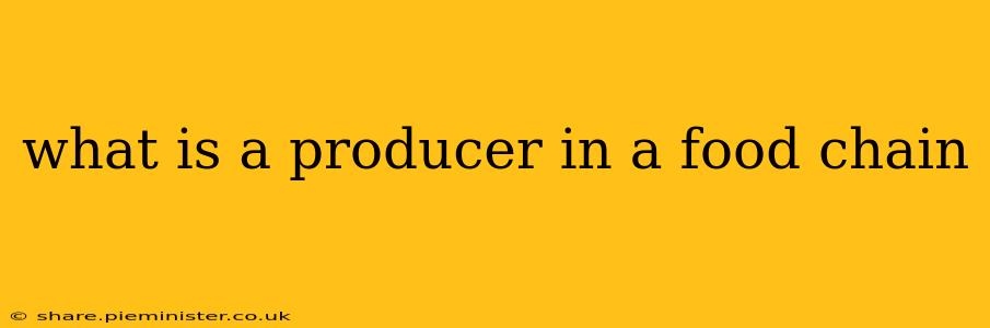 what is a producer in a food chain