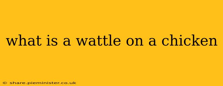 what is a wattle on a chicken