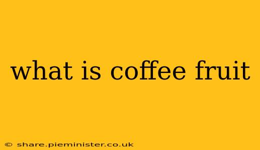 what is coffee fruit