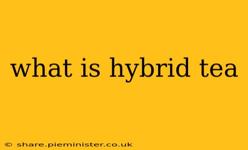 what is hybrid tea