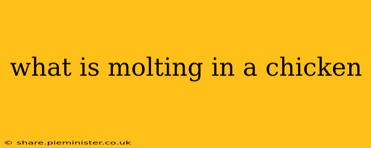 what is molting in a chicken