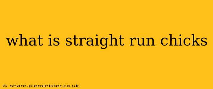 what is straight run chicks