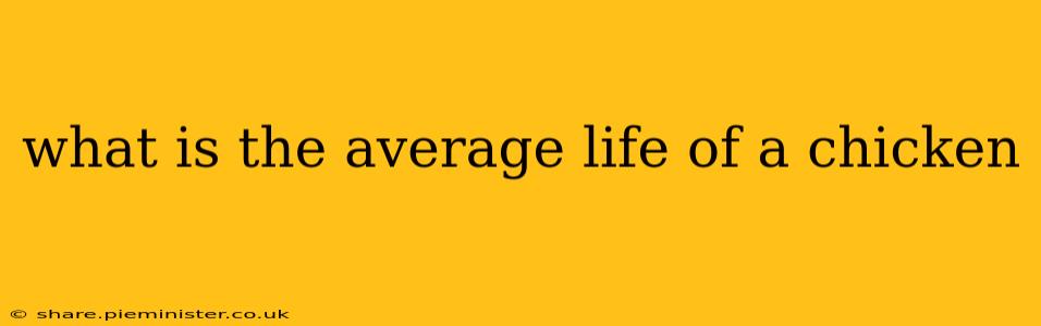 what is the average life of a chicken